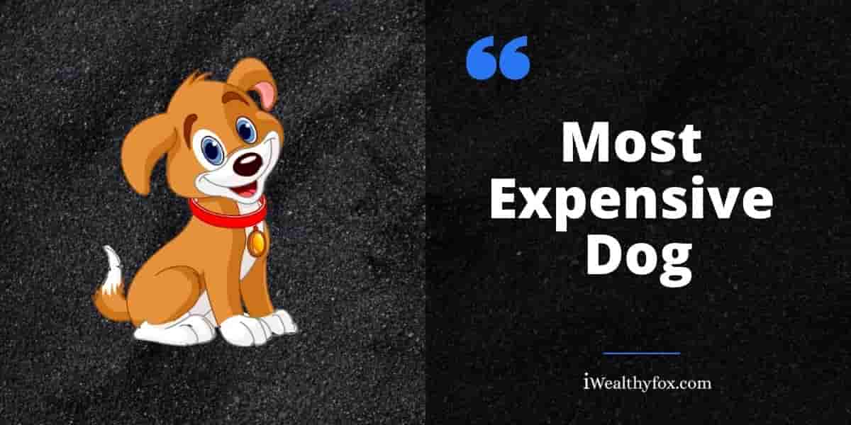 21 Most Expensive dog in the world iwealthyfox
